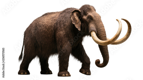 Tableau sur toile Woolly Mammoth with large curved tusks walking