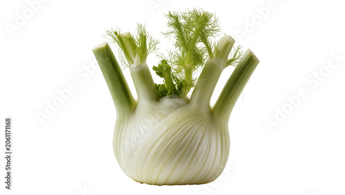 Fotografie Two fresh fennel bulbs with green feathery fronds