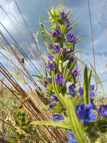 Echium vulgare (Viper's Bugloss) blooming in wild steppe meadow with vivid blue-purple flower spike against dramatic cloudy sky. Boraginaceae wildflower macro photo.