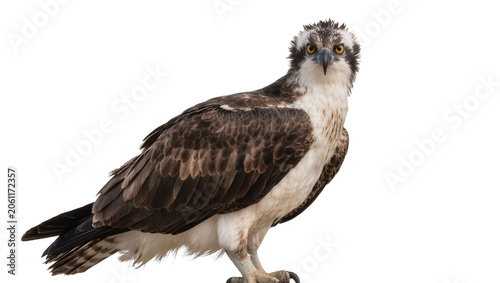 Foto Osprey bird with brown and white feathers yellow eyes, sharp beak