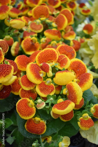 Fotografie Exotic pocketbook plant flowers with unique yellow and red spotted patterns