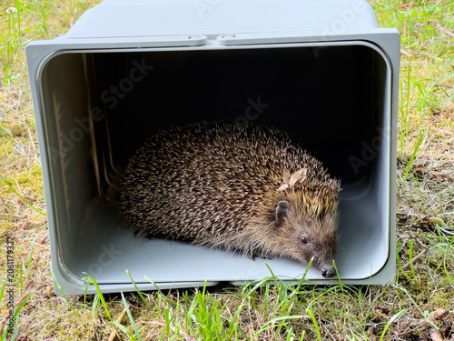 Ein gefundener Igel wird in einem Garten frei gelassen