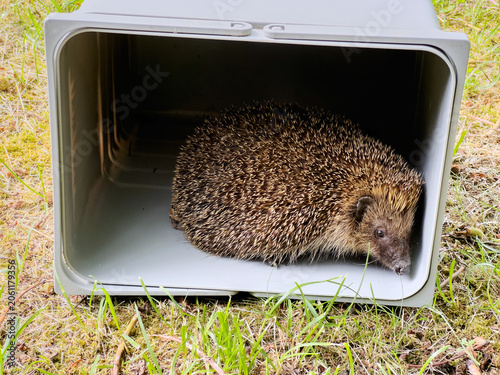 Ein gefundener Igel wird in einem Garten frei gelassen