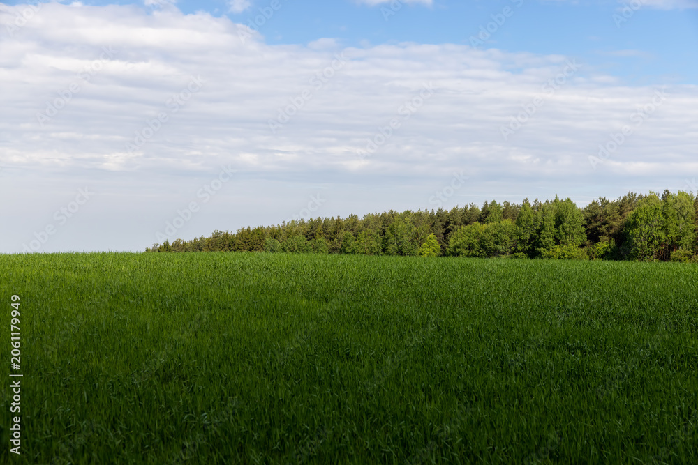 Fototapeta premium a wheat field with green plants, natural light