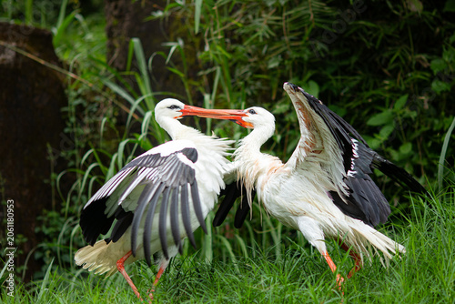 Tableau sur toile Two white storks with black wingtips stand on green grass