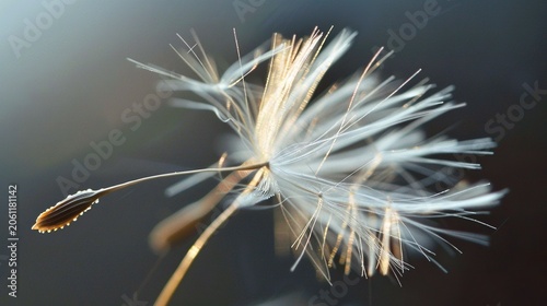 Single dandelion seed pappus macro backlight