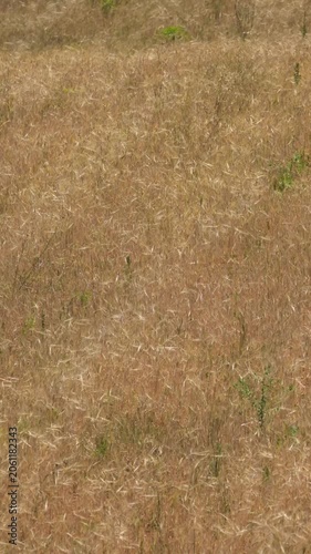 Vertical Golden Grain Field Swaying in Wind, Rural Summer Landscape