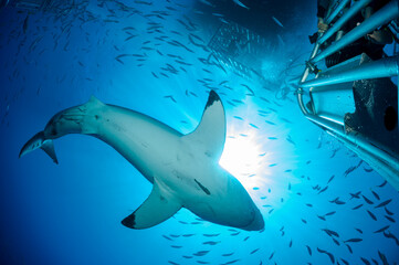 Mexico, Guadalupe, Pacific Ocean, scuba diver in shark cage photographing white shark, Carcharodon carcharias