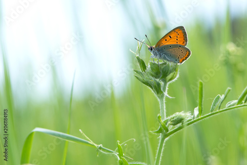 Foto Small copper, Lycaena phlaeas