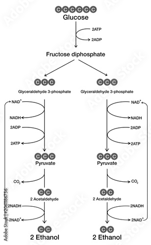 Fotografie Alcohol fermentation diagram anaerobic respiration biology science illustration
