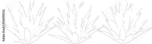 Set of three agave plants line art illustration