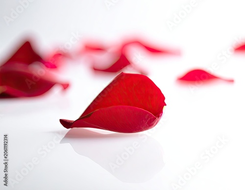 A single red rose petal rests on a white surface with a soft focus background.