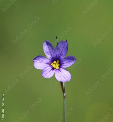 Fotografie Sisyrinchium angustifolium (narrow-leaf blue-eyed-grass) blooming in a meadow