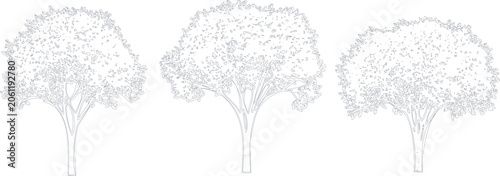 Photos Set of three handdrawn deciduous tree sketches