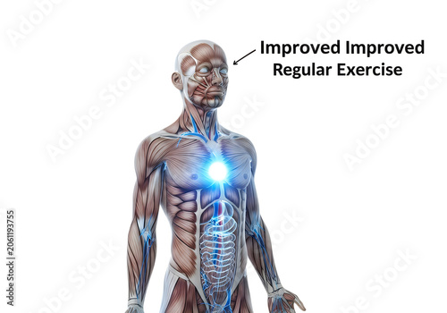 Anatomical illustration of human muscles and nervous system with glow.