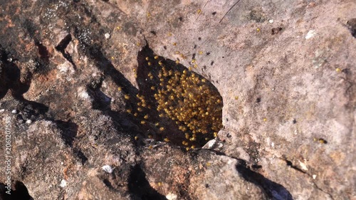 Close-up of newly hatched spiders on web inside rock crevice, macro nature scene