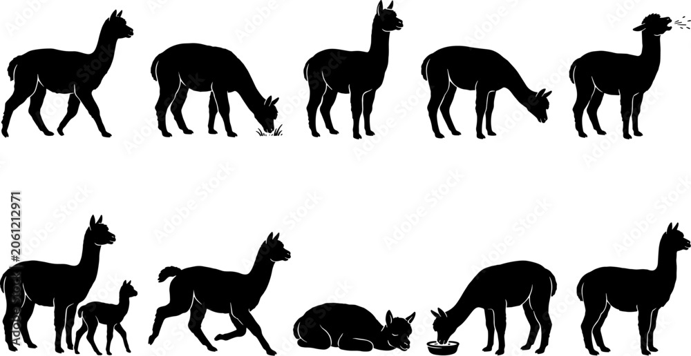 Fototapeta premium vector can editable Charming alpaca and llama silhouettes capturing the gentle nature of andean camelids