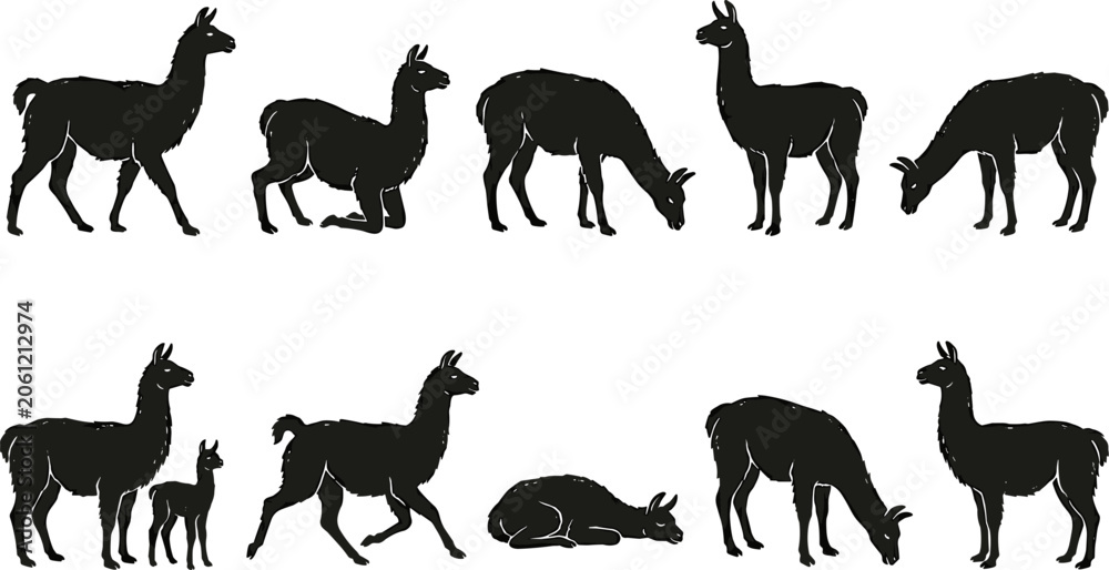 Fototapeta premium vector can editable Characteristic andean llama silhouettes showcasing diverse grazing and resting postures