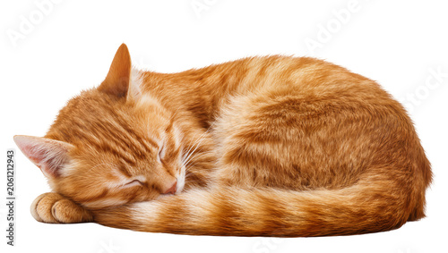 Foto Orange tabby cat sleeping curled up