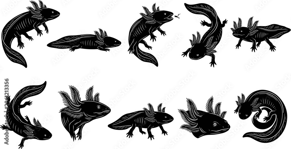 Obraz premium vector can editable Ethereal aquatic ambystoma mexicanum silhouettes in graceful subterranean motion