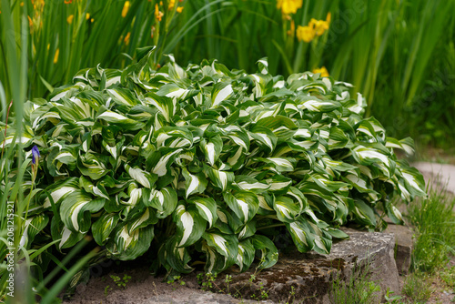 Foto Hosta undulata mediovariegata is one of the most popular varieties of Hosta