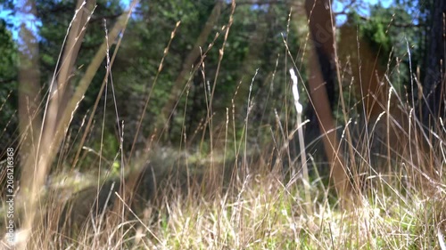 Grass in wind with bokeh forest background, soft focus nature