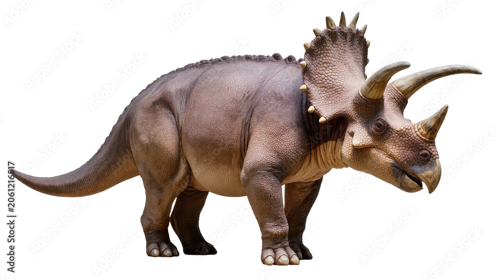 Fototapeta premium Triceratops dinosaur with horns and frill, side view