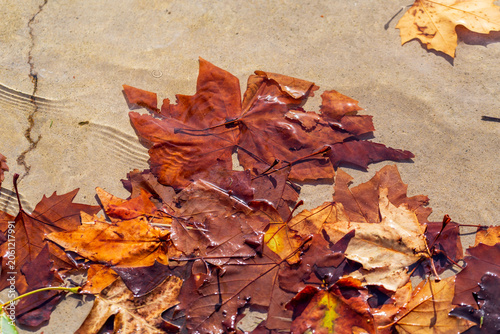 Colourful autumn leaves rest beneath clear, shallow water