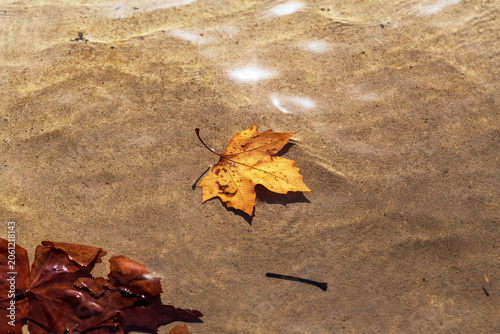 A lone autumn leaf floats on clear, shallow water