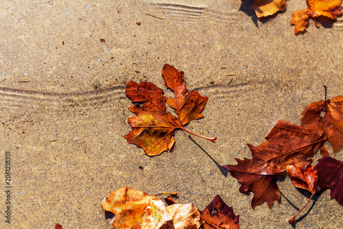 A single autumn leaf rests on a smooth concrete surface