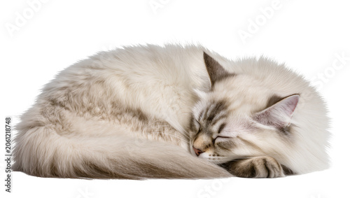 Quadro su tela Fluffy Siberian Cat Sleeping Curled Up