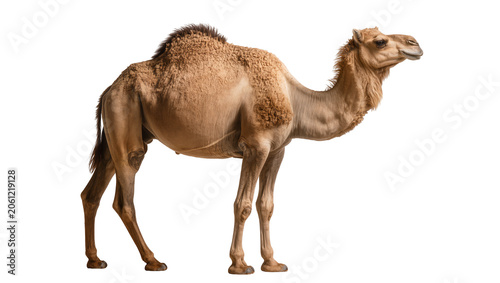 Valokuva Dromedary camel with one hump standing profile view