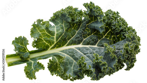 Foto Curly green kale leaf with thick stem and prominent veins
