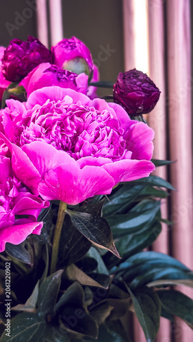 close up of vibrant vertical pink magenta peony bouquet