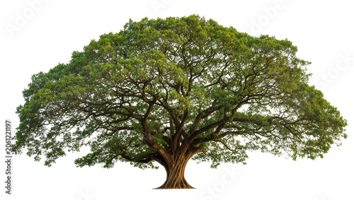 Canvas-taulu Large sprawling green tree with thick trunk and dense canopy