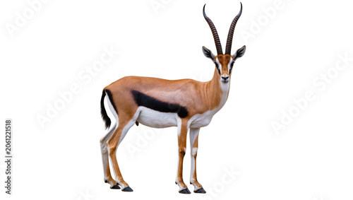 Fotografija Thomson s gazelle with curved horns and black flank stripe