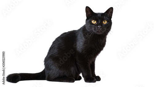 Bilde på lerret Black cat with bright yellow eyes sitting