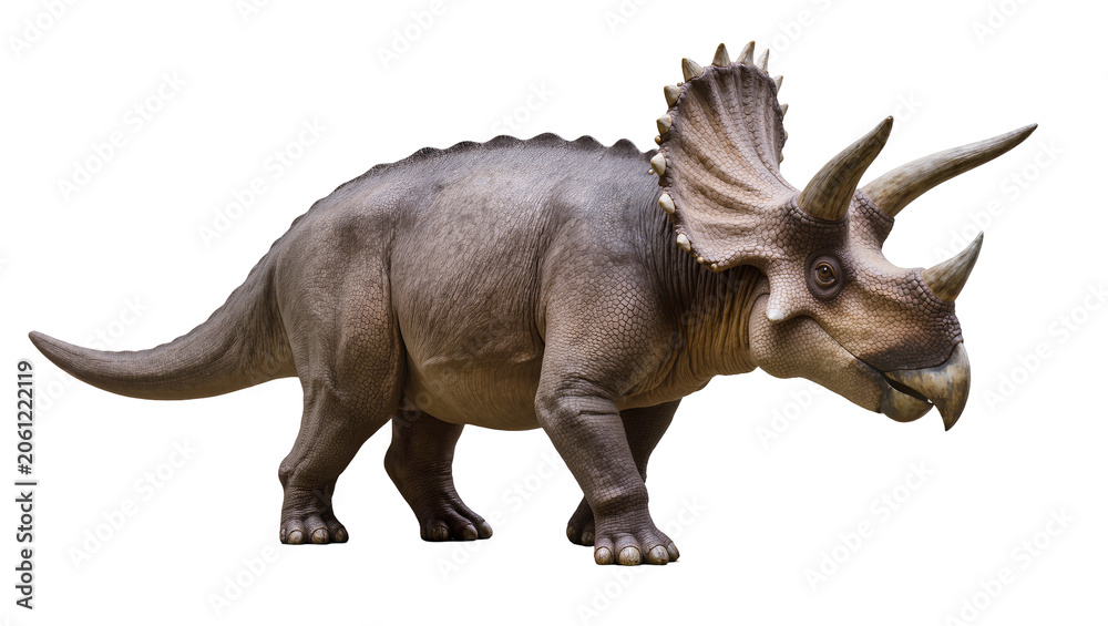 Fototapeta premium Triceratops dinosaur with three horns and large frill