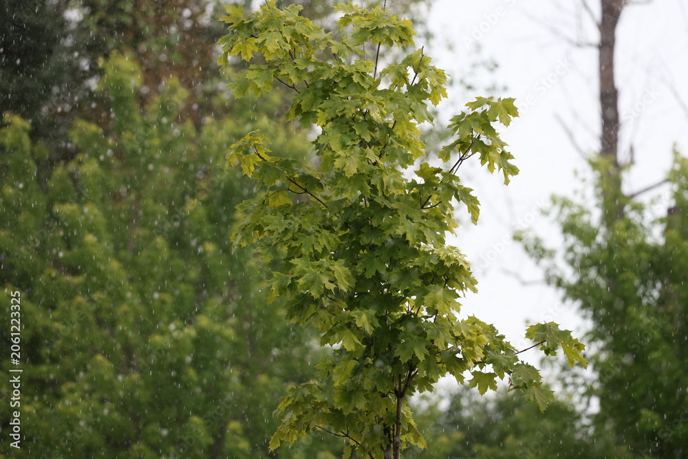 Fototapeta premium Maple branches covered in rain during a gloomy weather event