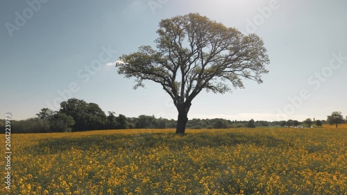 Yellow rapeseed field with a tree as a point of interest, close to the ground drone footage.