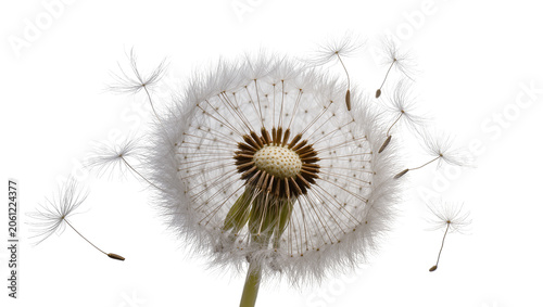 Schilderij op canvas Dandelion seed head with flying seeds
