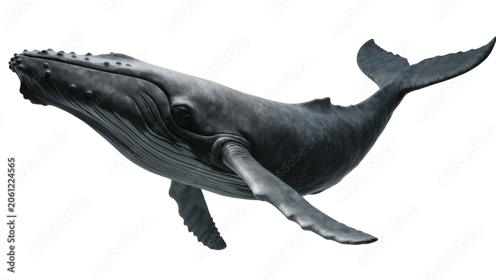 Fototapeta premium Humpback whale swimming detailed skin texture, large marine mammal