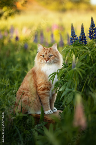 A photo of a ginger fluffy cat next to a bush of blooming lupins.