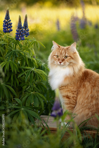A photo of a ginger fluffy cat next to a bush of blooming lupins.