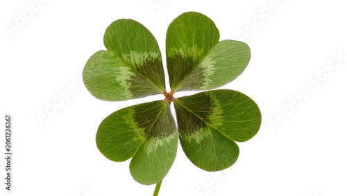 Bild auf Leinwand Four leaf clover green plant with dark markings