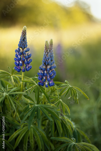 A photograph of a bush of flowering lupins.