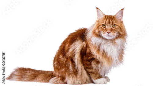 Cuadro en lienzo Orange tabby Maine Coon cat sitting with fluffy fur