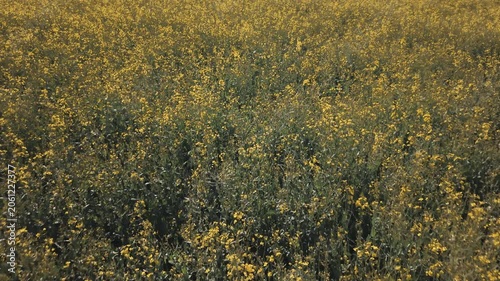 Yellow rapeseed field with a tree as a point of interest, close to the ground drone footage, tilt up from the ground.