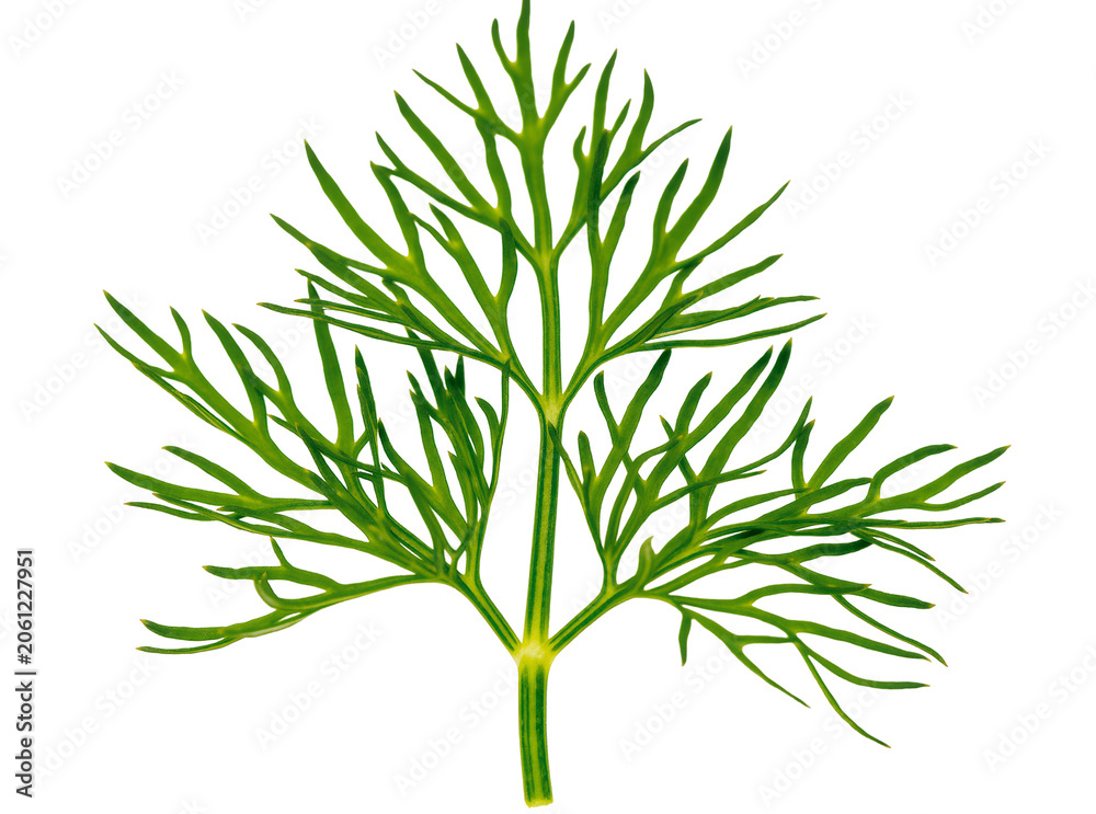Obraz premium Green dill herb sprig with feathery leaves