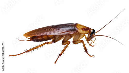 Φωτογραφία American cockroach insect with long antennae and brown wings